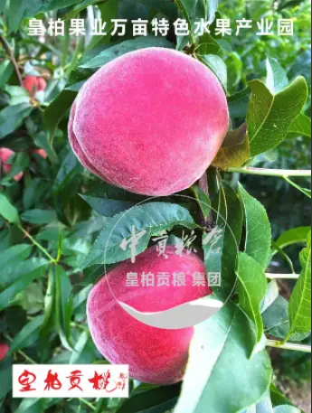 微信图片_20250803151911_438.webp