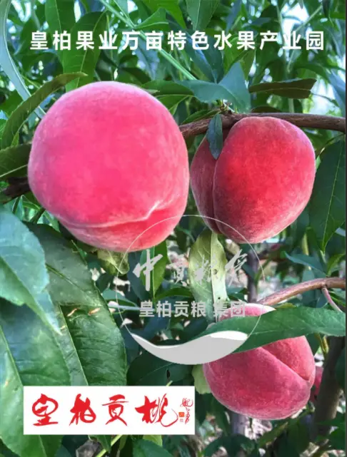 微信图片_20250803151911_439.webp