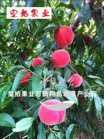 微信图片_20250803151911_443.webp