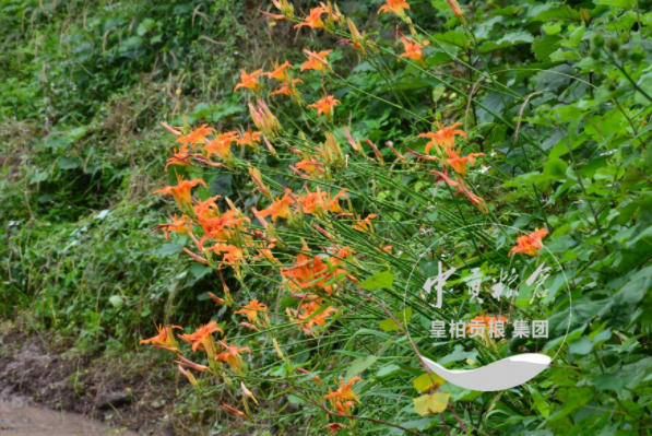 微信图片_20250803165558_467.png